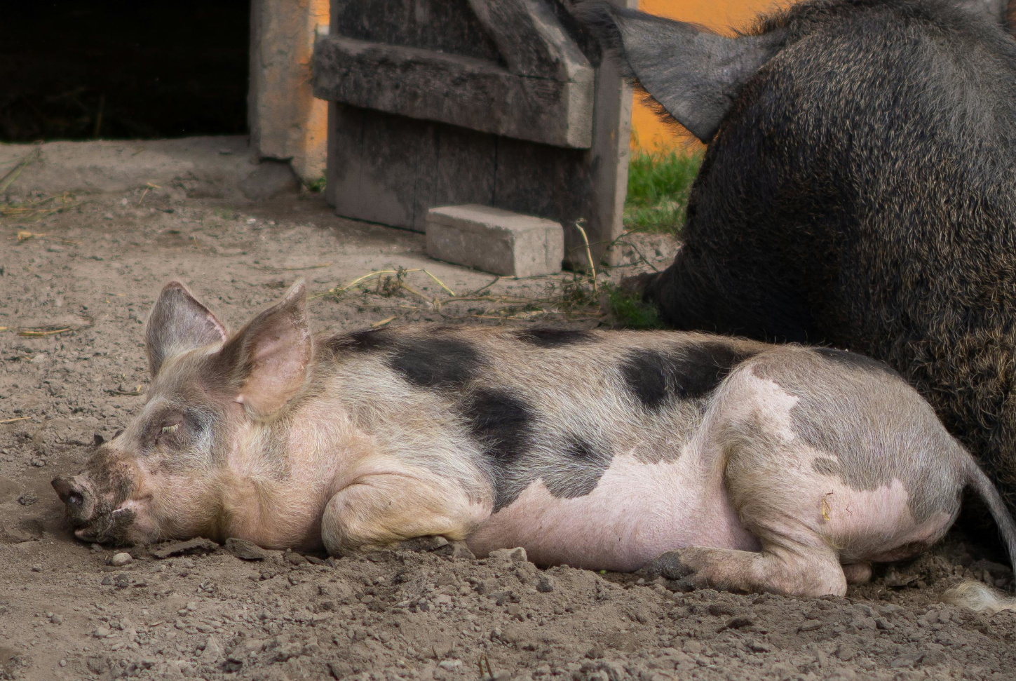 dierenwelzijn